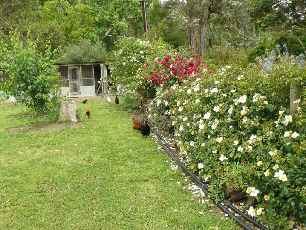 Camawald Coonawarra Cottage B&B Værelse billede